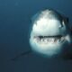 Los tiburones utilizan el campo magnético de la Tierra para navegar.