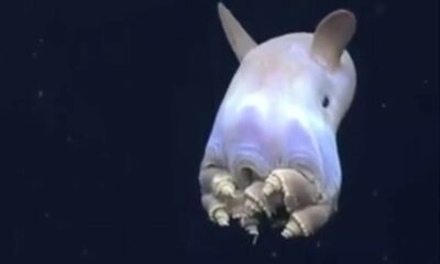 Descubren una nueva clase de pulpo Dumbo en el Océano Pacífico.