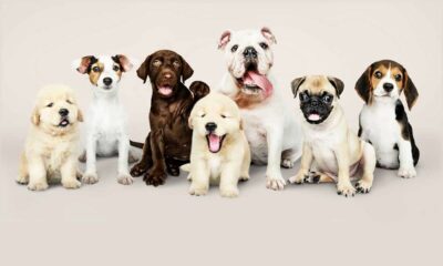 Vida perruna: Nuestros perros, los clásicos y los exóticos.