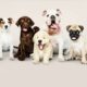 Vida perruna: Nuestros perros, los clásicos y los exóticos.