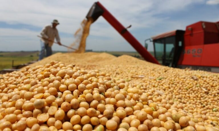 Por la ola de calor, se perderán entre 20% y 30% de los cultivos de soja. Por la ola de calor, se perderán entre 20% y 30% de los cultivos de soja.