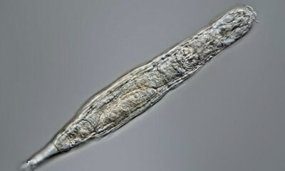 Investigadores rusos descubren un diminuto animal que sobrevivió 24.000 años congelado en el permafrost siberiano.