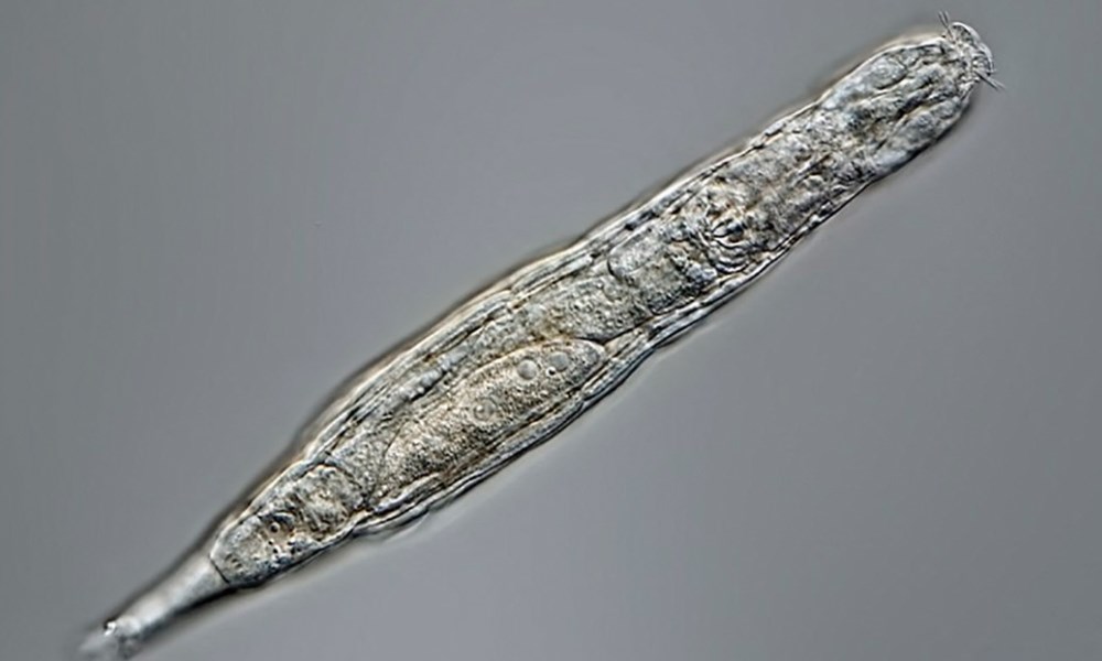 Investigadores rusos descubren un diminuto animal que sobrevivió 24.000 años congelado en el permafrost siberiano. Investigadores rusos descubren un diminuto animal que sobrevivió 24.000 años congelado en el permafrost siberiano.