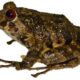 Ecuador: ‘Pristimantis ledzeppelin’, una nueva especie de rana cuyo nombre es en honor a Led Zeppelin.