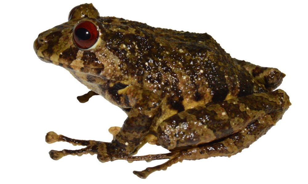 Ecuador: ‘Pristimantis ledzeppelin’, una nueva especie de rana cuyo nombre es en honor a Led Zeppelin. Ecuador: ‘Pristimantis ledzeppelin’, una nueva especie de rana cuyo nombre es en honor a Led Zeppelin.