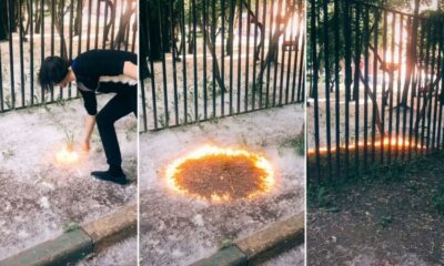 TikTok y un peligroso desafío: Prender fuego a las pelusas de álamo.