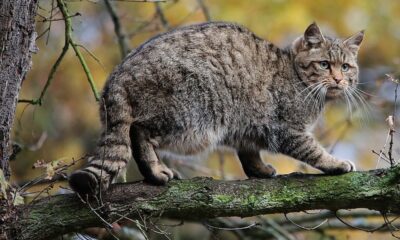 En el Área Protegida La Ciénaga se trabaja en reintroducción de felinos.