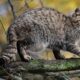 En el Área Protegida La Ciénaga se trabaja en reintroducción de felinos.