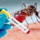 Descubren una bacteria capaz de reducir los contagios de dengue en un 77%.