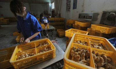China: Detectan el primer contagio de gripe aviar H10N3 en humanos.