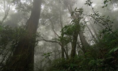 Pueblos indígenas de América Latina: Los guardianes de los bosques.