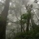 Pueblos indígenas de América Latina: Los guardianes de los bosques.