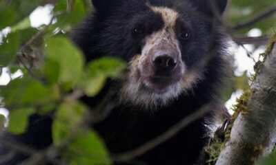 El hallaron dos cachorros del único oso autóctono de Suramérica.