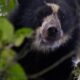 El hallaron dos cachorros del único oso autóctono de Suramérica.