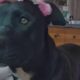 Familia multiespecie: Un juez consideró a una perra como una “hija no humana».