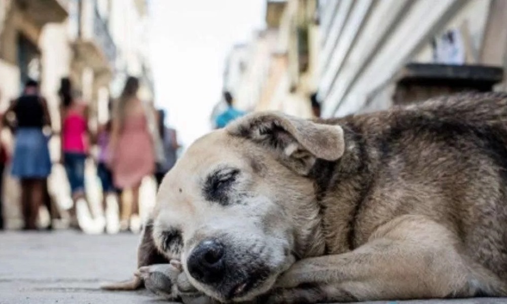 Perú: Aprueban proyecto de ley para la esterilización de perros y gatos. Perú: Aprueban proyecto de ley para la esterilización de perros y gatos.