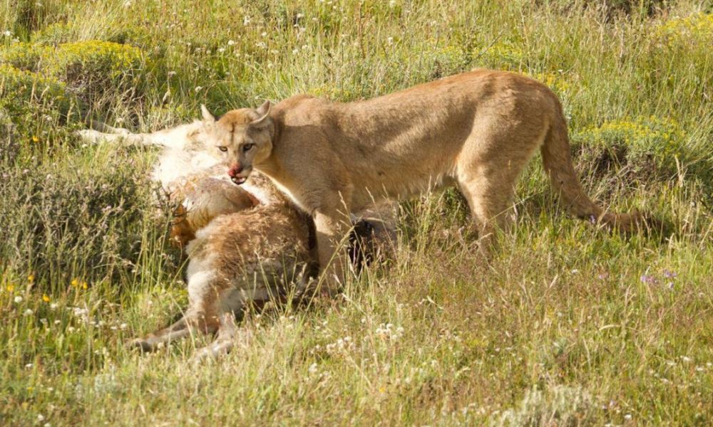 Campaña contra la ley que premia la caza de pumas y zorros. Campaña contra la ley que premia la caza de pumas y zorros.