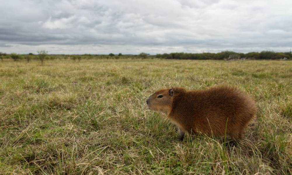 Liberaron a Tincha: la carpincho que una familia tenía como mascota. Liberaron a Tincha: la carpincho que una familia tenía como mascota.