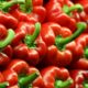 Astronautas cultivan pimiento por primera vez en la EEI.