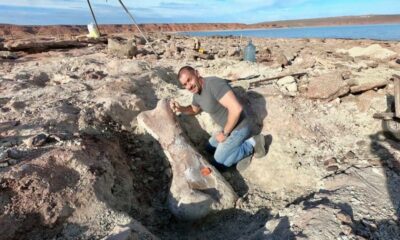 Neuquén: Por la bajante de un lago encontraron los restos de un dinosaurio gigante.
