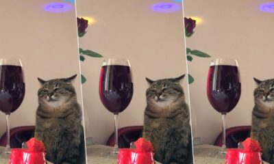 Un gato es furor en las redes porque nos recuerda esas fiestas aburridas a las que todos hemos ido.
