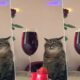 Un gato es furor en las redes porque nos recuerda esas fiestas aburridas a las que todos hemos ido.
