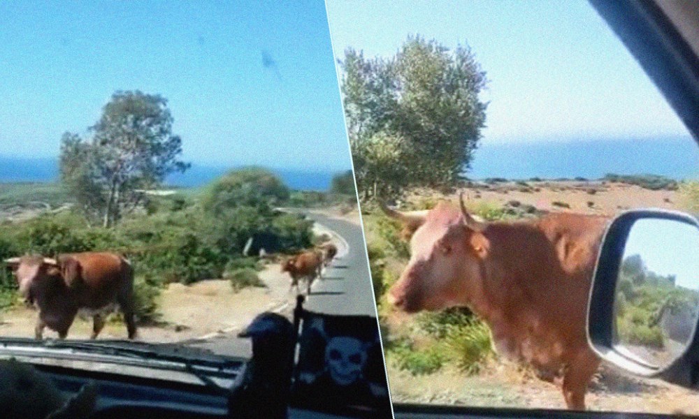 Un conductor le pregunta el camino a una vaca y su reacción causa risa. Un conductor le pregunta el camino a una vaca y su reacción causa risa.