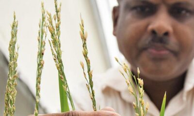 En Filipinas se aprueba la producción comercial de un arroz modificado genéticamente.