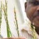En Filipinas se aprueba la producción comercial de un arroz modificado genéticamente.
