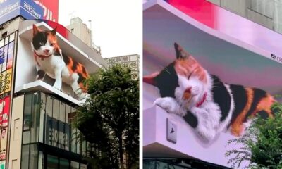Creo que he visto un gatito gigante.