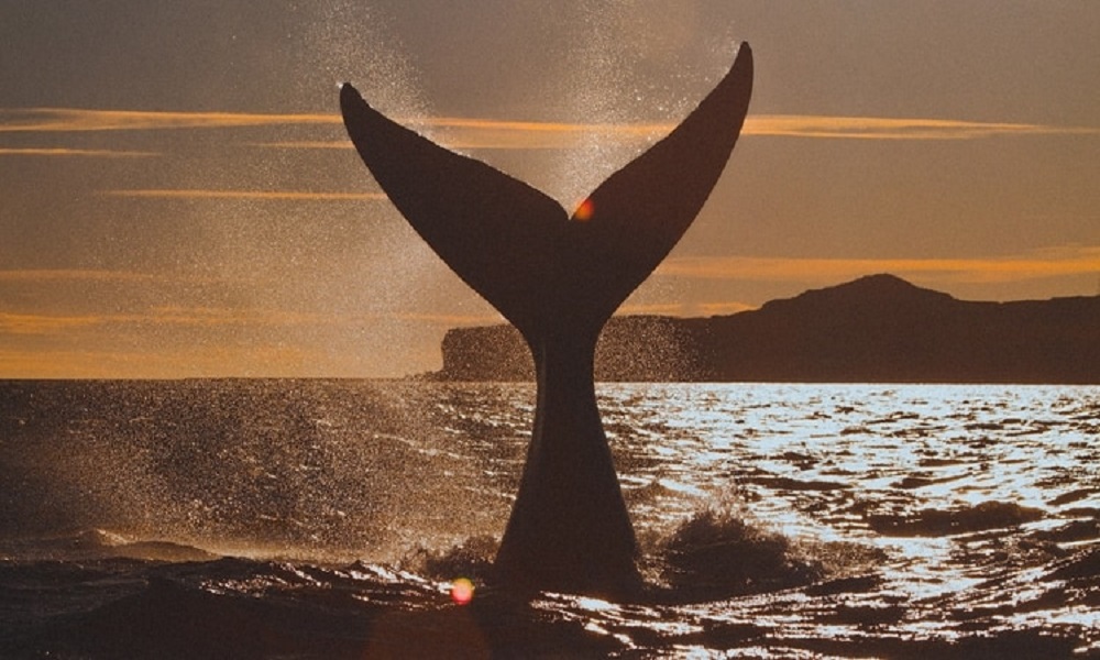 Crearon la Red Federal de Asistencia a Varamientos de Fauna Marina. Crearon la Red Federal de Asistencia a Varamientos de Fauna Marina.