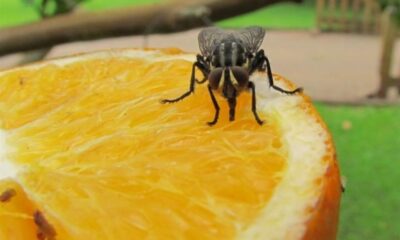 Un estudio con moscas puede ayudar a humanos a elegir comida más saludable.