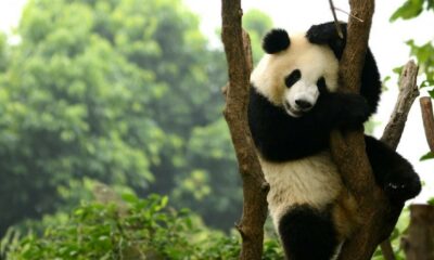 China: El oso panda ya no es una especie «en peligro».