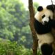 China: El oso panda ya no es una especie «en peligro».