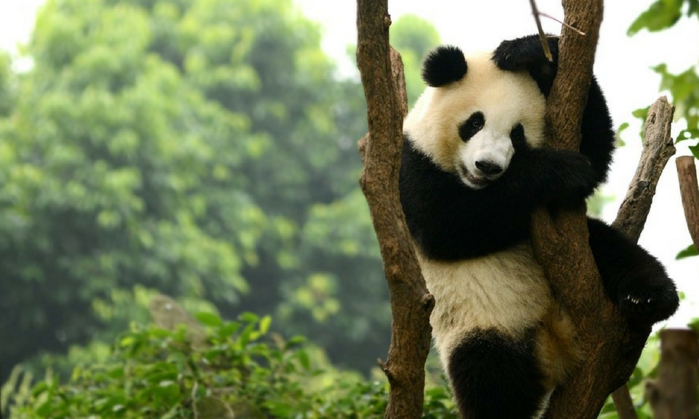 China: El oso panda ya no es una especie «en peligro». China: El oso panda ya no es una especie «en peligro».