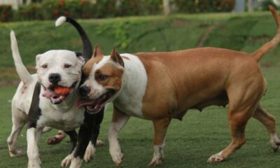 Acompañame: todavía hay tiempo para registrar a perros potencialmente peligrosos.
