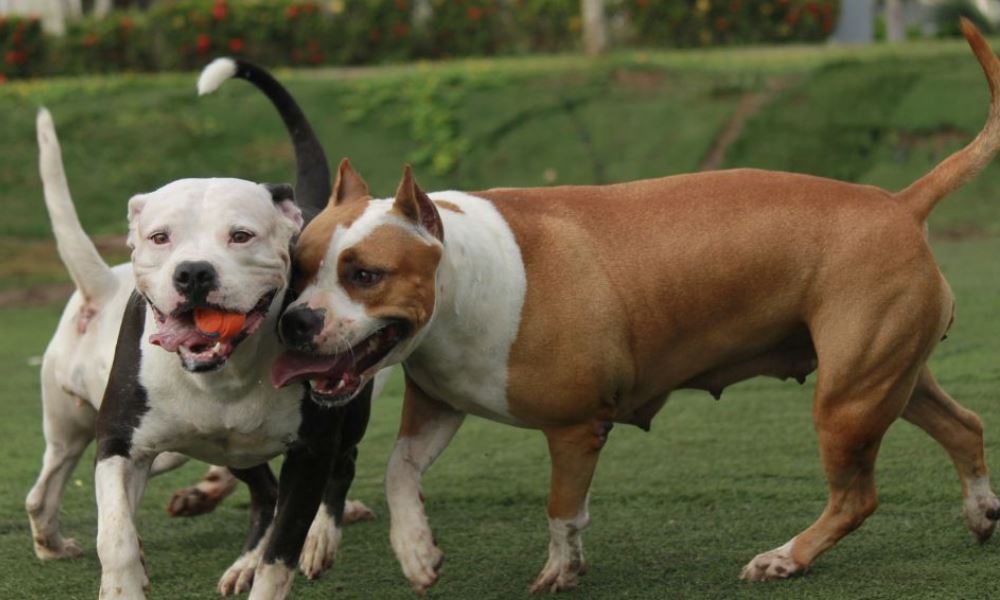Acompañame: todavía hay tiempo para registrar a perros potencialmente peligrosos. Acompañame: todavía hay tiempo para registrar a perros potencialmente peligrosos.