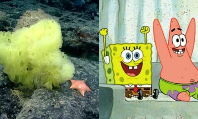 Científicos encuentran en el fondo del mar a Bob Esponja y Patricio.