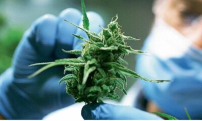 El Senado aprobó el marco regulatorio de producción de cannabis medicinal.
