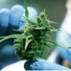 El Senado aprobó el marco regulatorio de producción de cannabis medicinal.