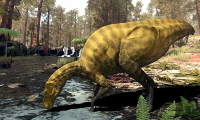 España: Descubrieron los restos de una especie desconocida de dinosaurio.