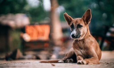 En el Día Mundial del Perro Callejero, hablemos de adopción.
