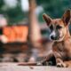 En el Día Mundial del Perro Callejero, hablemos de adopción.