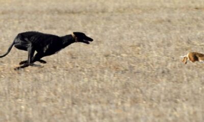 Operativo desbarató dos bandas de cazadores en la zona de Bermejo.