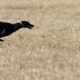 Operativo desbarató dos bandas de cazadores en la zona de Bermejo.