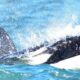 Se ve por primera vez una cría de orcas frente a las costas de Río Negro.