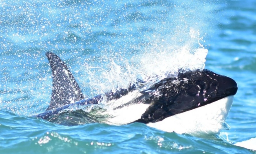 Se ve por primera vez una cría de orcas frente a las costas de Río Negro. Se ve por primera vez una cría de orcas frente a las costas de Río Negro.