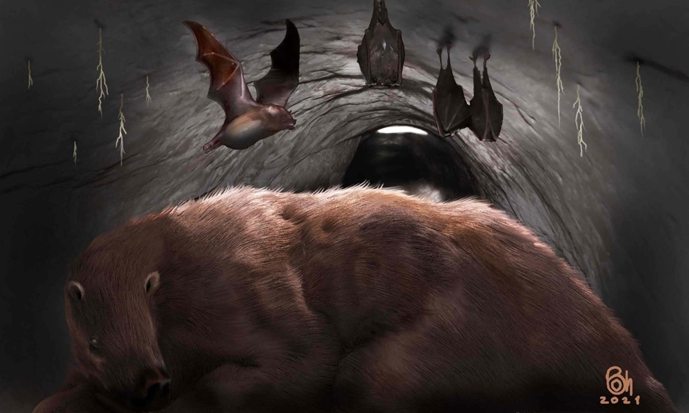 Encuentran fósil de vampiro gigante en una cueva de Miramar. Encuentran fósil de vampiro gigante en una cueva de Miramar.