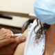 San Juan superó las 700.000 dosis contra el COVID-19 colocadas.