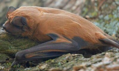 Descubrieron una nueva especie de murciélago que habita en el sur de Santa Fe.